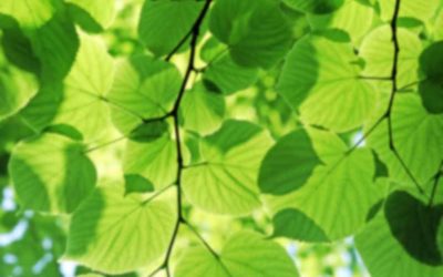 Mélisende La Do Ré au Jardin des trois rivières