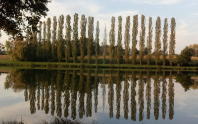 Peigne ou arête de poisson ?