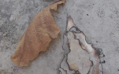 Une huître, une empreinte, du papier brûlé ? OU…