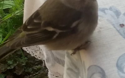 Visite d’un pouillot véloce sur ma table d’écriture